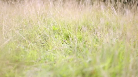 Slow camera sweep through long grass on warm summer day Stock Footage 151590938