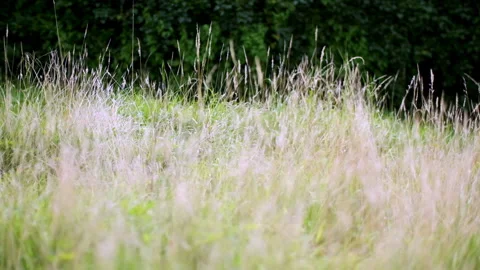 Slow camera sweep through long grass meadow on warm summer day Stock Footage 151590990