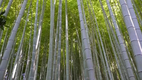 Slow camera tilt in bamboo forest from treetops to ground, Japan Stockbeeldmateriaal 314926305