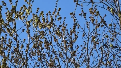 Slow Camera Tilt Up on Tree with Lush Greenery and Blue Sky – HD Stock Video Stock Footage 304420179