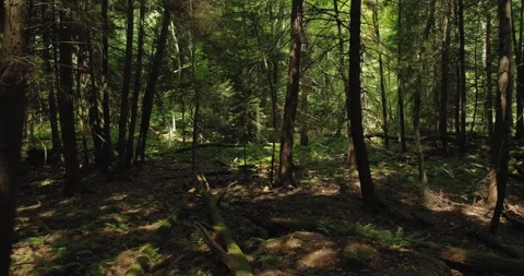 A slow camera track through the woods with dark shadows and pools of Stock Footage 139306007