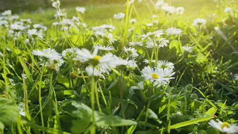 Slow camera tracking shot along white daisy flowers on green lawn. Stock Footage 330108792