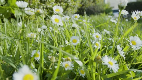 Slow camera tracking shot along white daisy flowers on green lawn. Stock Footage 330108908