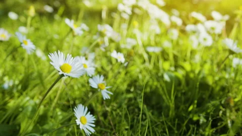 Slow camera tracking shot along white daisy flowers on green lawn. Stock Footage 330108958