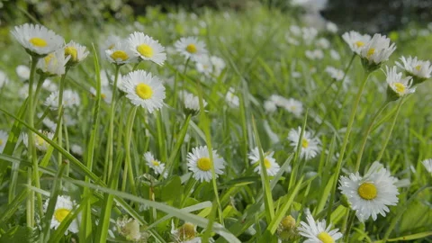 Slow camera tracking shot along white daisy flowers on a green lawn. Stock Footage 330606466