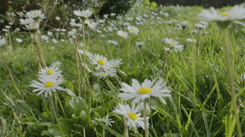 Slow camera tracking shot along white daisy flowers on a green lawn. Stock Footage 330606516