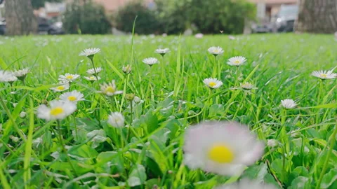 Slow camera tracking shot along white daisy flowers on a green lawn. Stock Footage 330606547