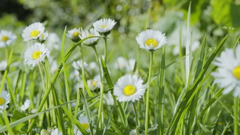Slow camera tracking shot along white daisy flowers on a green lawn. Stock Footage 330606594