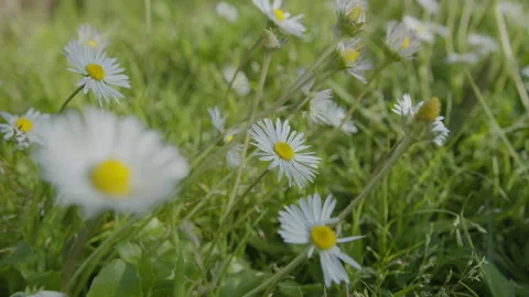 Slow camera tracking shot along white daisy flowers on a green lawn. Stock Footage 330606660