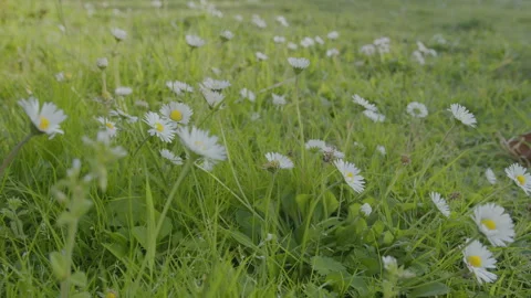 Slow camera tracking shot along white daisy flowers on a green lawn. Stock Footage 330606716
