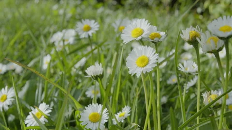 Slow camera tracking shot along white daisy flowers on a green lawn. Stock Footage 330939293