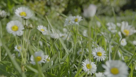 Slow camera tracking shot along white daisy flowers on a green lawn. Stock Footage 330939377