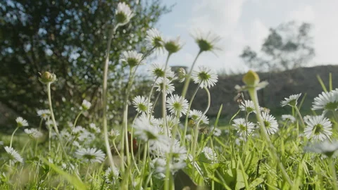 Slow camera tracking shot along white daisy flowers on a green lawn. Stock Footage 330939444