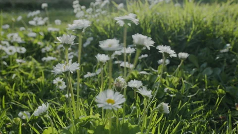 Slow camera tracking shot along white daisy flowers on a green lawn. Stock Footage 330939476