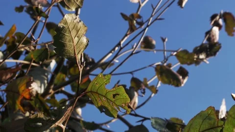 Slow camera turn close up of tree leaves in sunlight Stock Footage 143401659