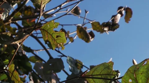 Slow camera turn close up of tree leaves in sunlight Stock Footage 143401980
