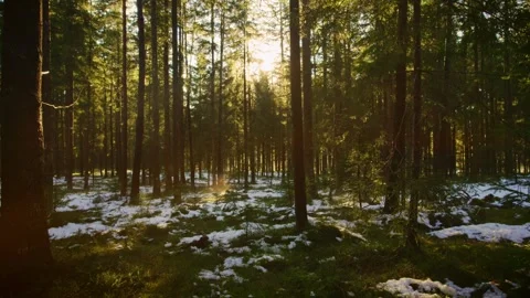 Slow cinematic drone flight through the winter forest 스톡 동영상 246477177