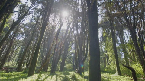 Slow cinematic movement of the camera along a wild spring forest Stock Footage 340506202