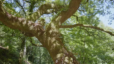 Slow cinematic movement of the camera along a wild spring forest Stock Footage 340506302