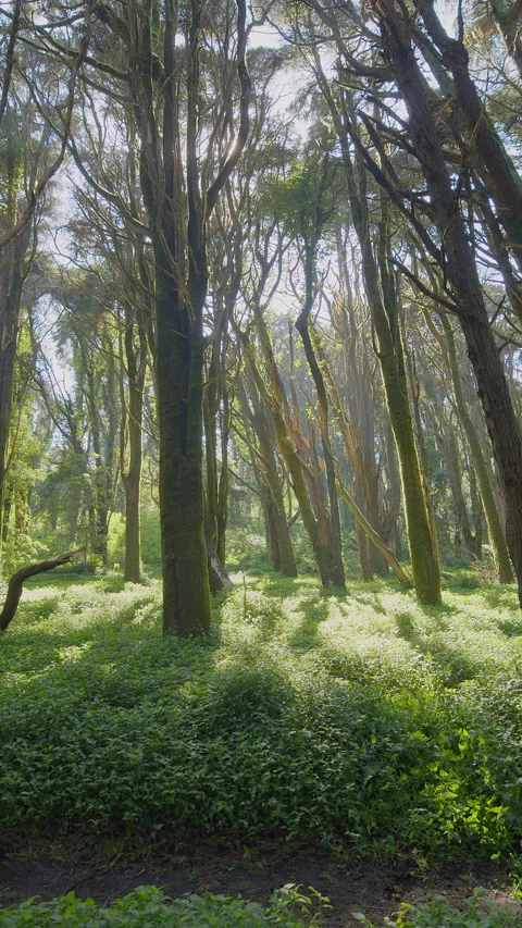 Slow cinematic movement of the camera along a wild spring forest Stock Footage 340506317