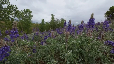 Slow cinematic push through field of lupine flowers Stock Footage 324534672