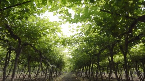 Slow cinematic shot of walking through a row of grape vineyard Stock-Footage 257451236