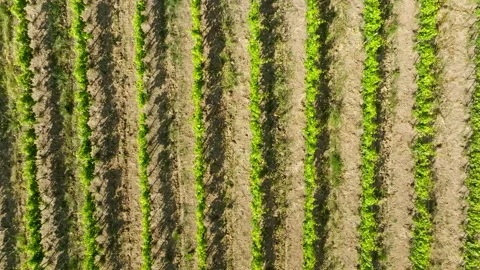 Slow cinematic top down drone glide over Italian viticulture plants, golden hour Stock Footage 344916298
