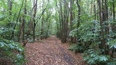 Slow Cinematic Track Forward Through Forest Path in Rain Vídeo Stock 93772043