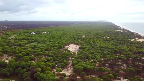 Slow circular aerial view over sea of green pine trees standing on a cliff wi Stock Footage 147681751
