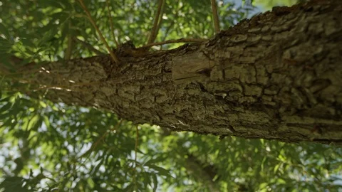 Slow Climb Up Tree Branch 스톡 동영상 92827534