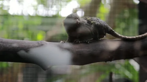 Slow climbing monkey 스톡 동영상 12642460