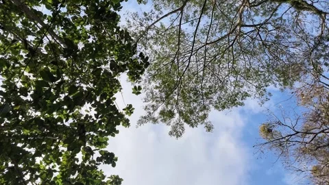 Slow clockwise rotation of blue sky framed by green tree and tropical foliage Stock Footage 345115672
