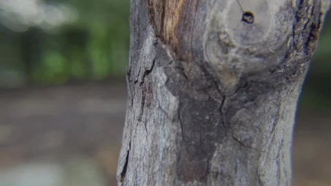 Slow close up branch tree rough brown green Stock Footage 184809573