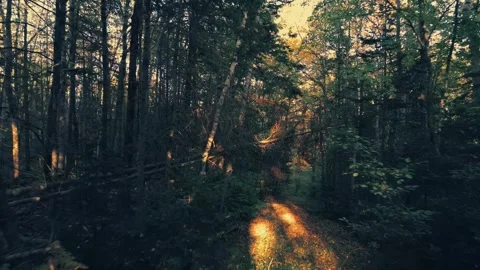 Slow Close Up Drone Flight Through The Trees With Beautiful Fall Colours Video stock 255168394
