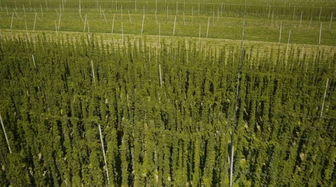 Slow, Close-Up Flight Over Hop Field Vidéo 44977100