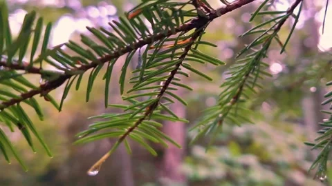 Slow Close Up Pan Of Green Pine Needles On A Pine Tree Stock Footage 255175067