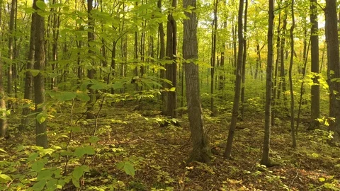 Slow close proximity drone shot showing lush vegetation on a nice day Video stock 119196341