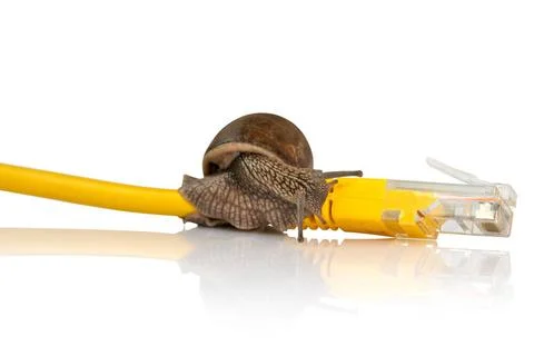 Slow Computer Internet Snail on network cable, symbolic photo for slow int... Stock Photos