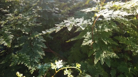 Slow crane down dark ferns Video stock 109021288