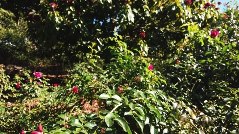 Slow crane down to reveal red flower in close-up Video stock 109024104