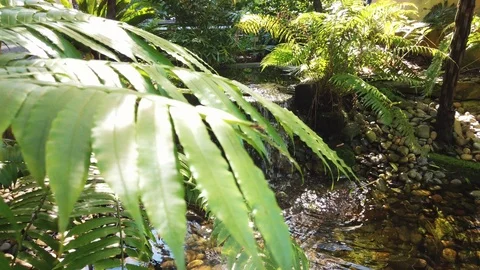Slow crane down tropical waterfall with leaves in foreground Video stock 109020653