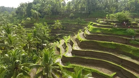 Slow Crane Up Drone Shot Over Tegalalang Rice Terraces in Ubud, Bali Stockbeeldmateriaal 345695043