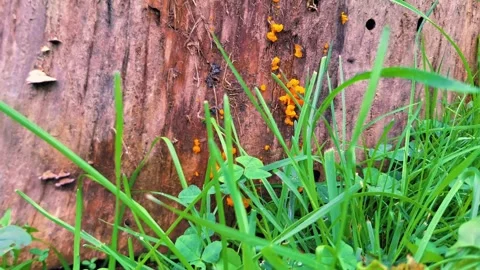 Slow Crawling Shot Through Vibrant Green Grass And Up A Large Tree Stock-Footage 255175092