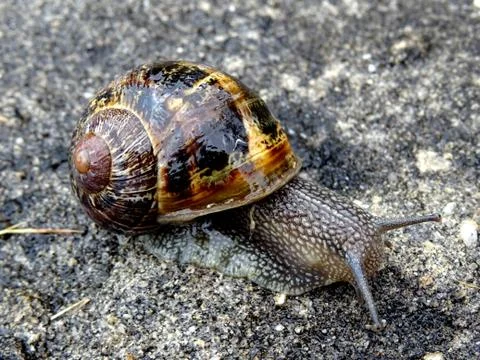 Slow Crawling Snail Stock Photos