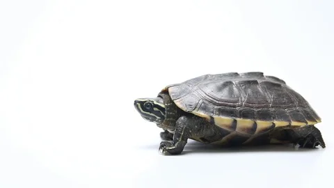 Slow crawling of turtles Video stock 97546259