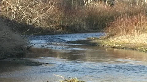 Slow creek. Stock Footage 10754559