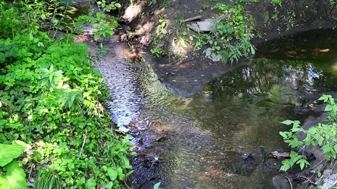 Slow creek in the forest. Stock Footage 94363955