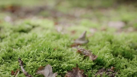 Slow creep in over moss covered by brown leafs on a sunny day Stock Footage 85215999