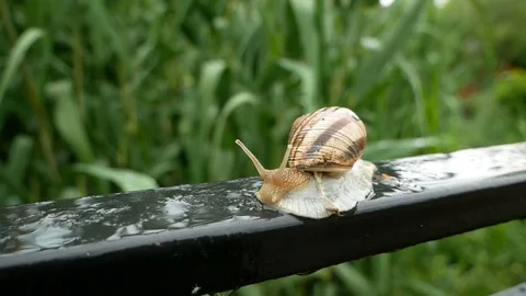 Slow creeping snail Video stock 77766509