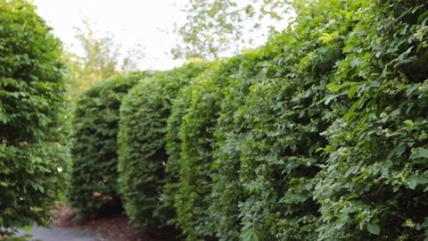 Slow creepy move through large shrubbery path Stock-Footage 108360882